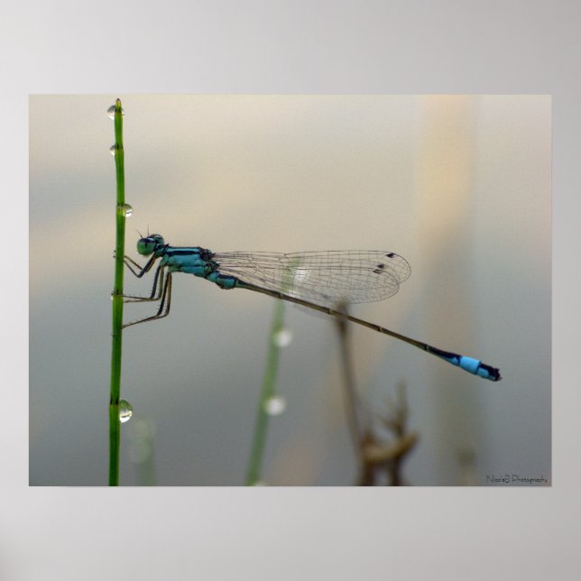 Warten, Blue Damselfly nah Poster (Vorne)