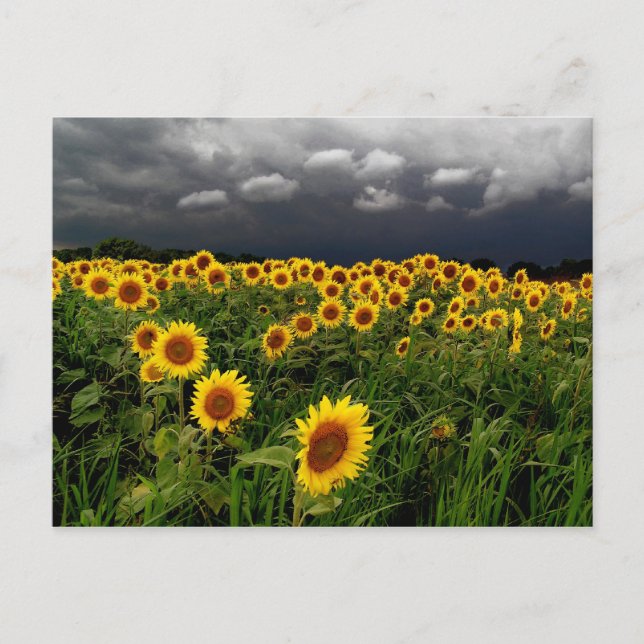 Warten,Postkarten Postkarte (Vorderseite)