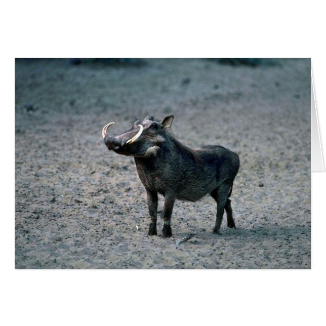 Warthog - Big Boar (Vorderseite (Horizontal))