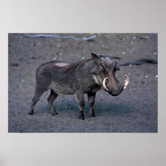 Warthog - Big Boar Poster