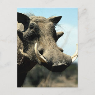 Warthog Nah-up Postkarte
