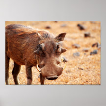 Warthog Poster