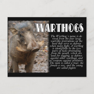 WARTHOGS mit Beschreibung Postkarte