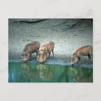 Warthogs Postkarte