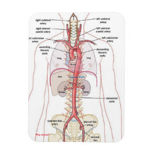 WARUM AORTA!!  Magneten Magnet