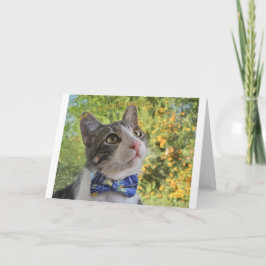 Warum einpassen? ankündigung