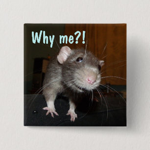 warum ich?! Ratten-Abzeichen Button
