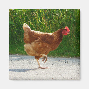Warum kreuzte das Huhn die Straße? Magnet