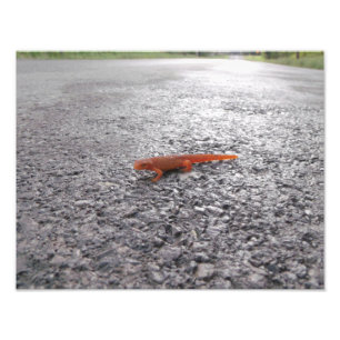 Warum überquerte der Salamander die Straße? Fotodruck