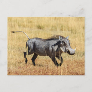 Warzenschwein in der Savanne Postkarte