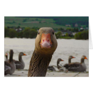 Was betrachten Sie? (Gans-lustiges Gesicht)