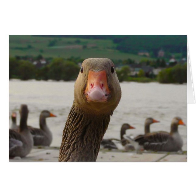 Was betrachten Sie? (Gans-lustiges Gesicht) (Vorderseite (Horizontal))
