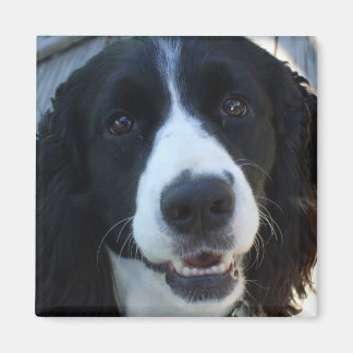 Was für ein Gesicht Magnet