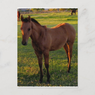 Was für ein schöner Morgen in Wickenburg Postkarte