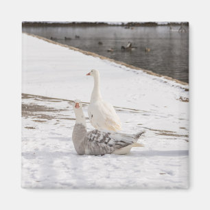 Was für eine Gans Magnet