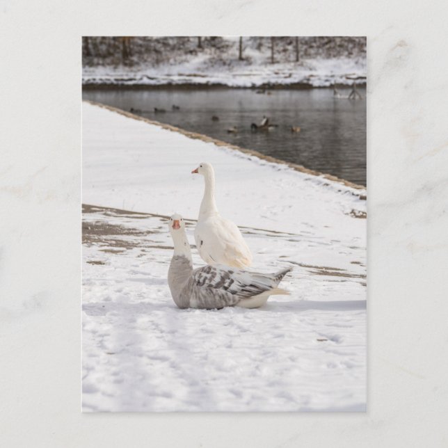 Was für eine Gans Postkarte (Vorderseite)