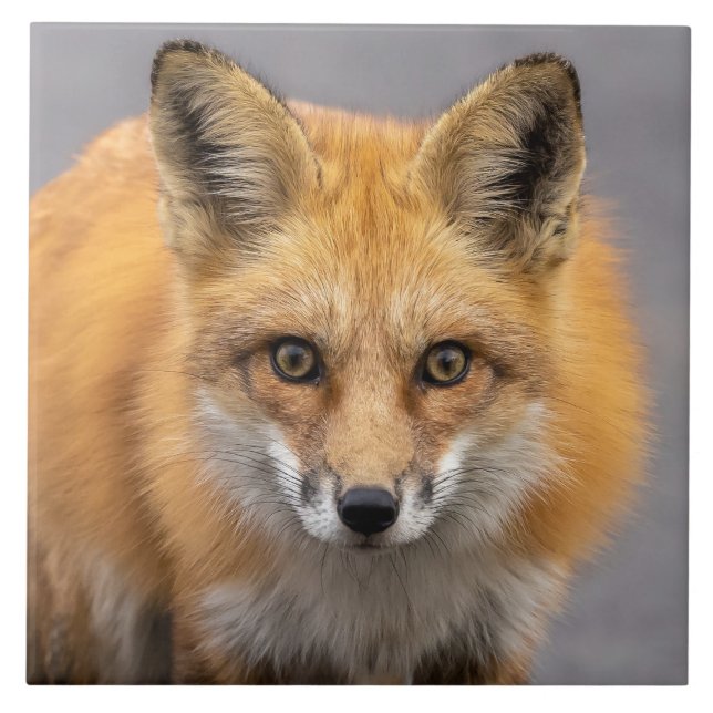 Was für große Augen du hast Fliese (Vorderseite)