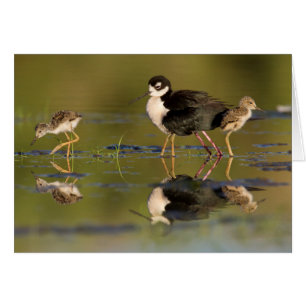 Was für niedliche Küken