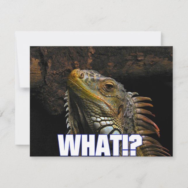 Was? Iguana (Vorderseite)