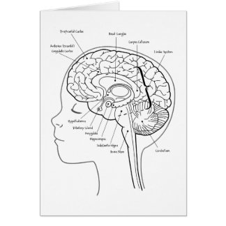 Was in Ihrem Gehirn ist