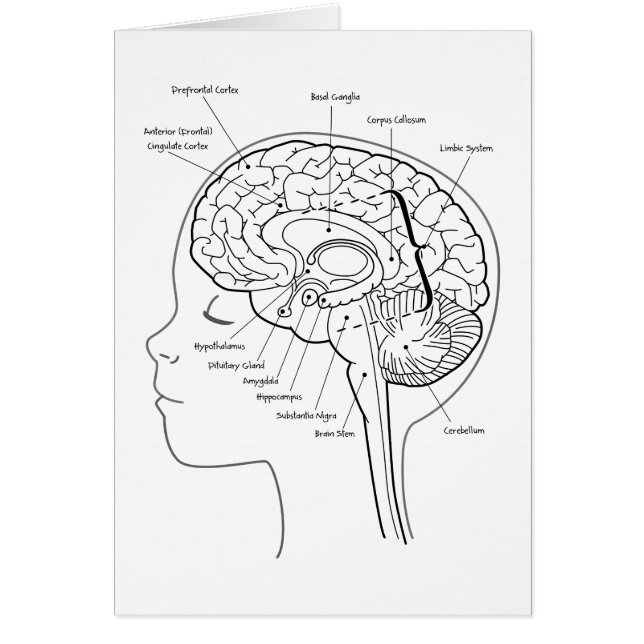 Was in Ihrem Gehirn ist (Vorne)