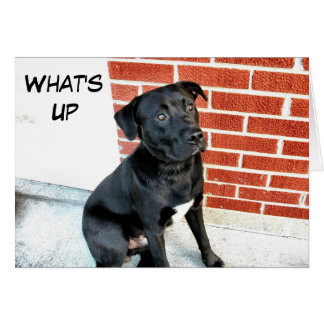 Was ist aus Black Labrador?