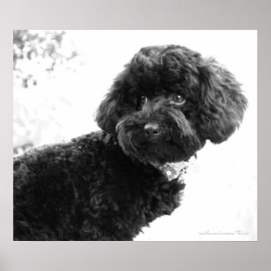 Was ist? / Black Toy Poodle in B&W Print Poster