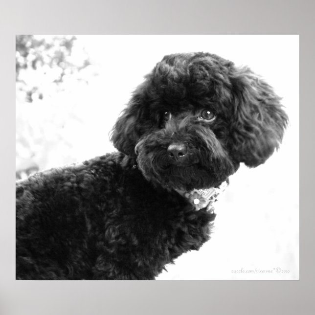 Was ist? / Black Toy Poodle in B&W Print Poster (Vorne)