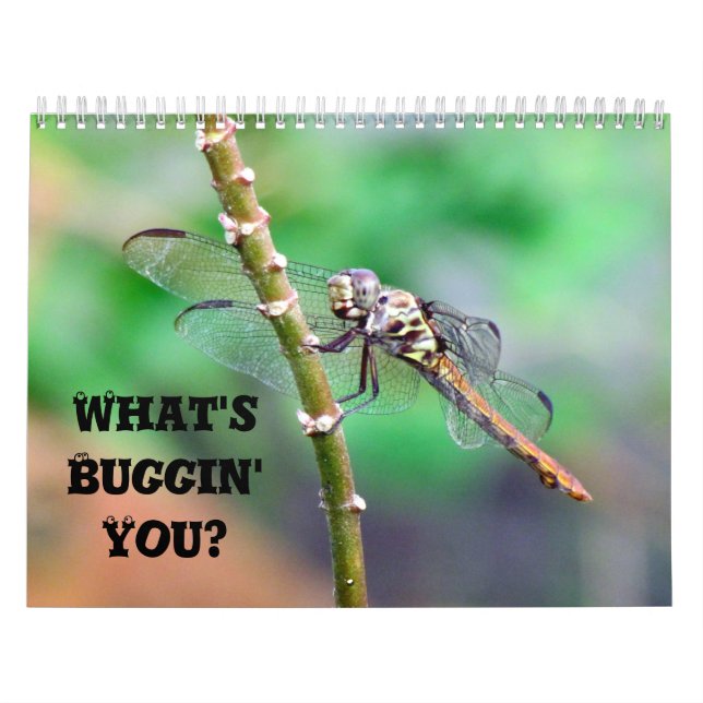 Was ist Buggin' You - Insekt Calendar Edition 2 Kalender (Titelbild)
