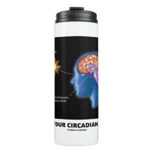 Was ist dein Circadianrhythmus? Thermosbecher