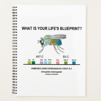 Was ist dein Lebenskonzept? Drosophila Biology Planer
