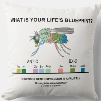Was ist der Plan Ihres Lebens? (Homeobox-Gene) Kissen