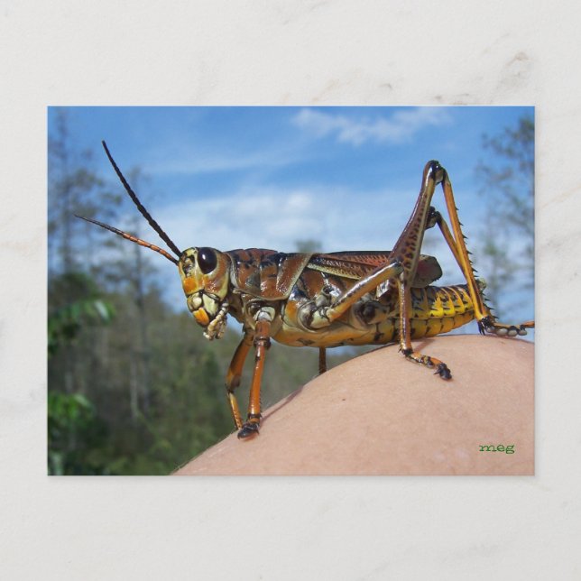 Was ist Hoppin? Postkarte (Vorderseite)