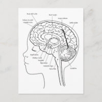 Was ist in deinem Gehirn?