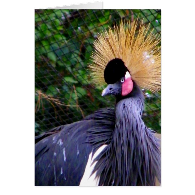 Was ist los, Hi_Card (Vorne)