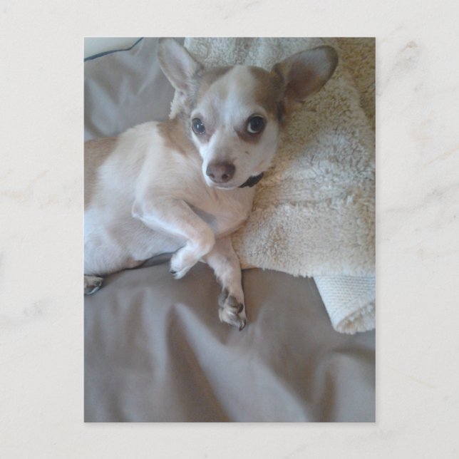 Was ist los? postkarte (Vorderseite)