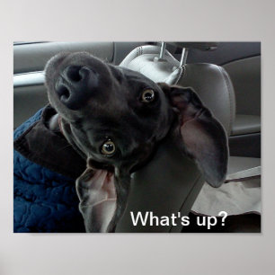 "Was ist los?" Weimaraner Poster
