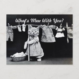Was ist Mew Kitten? Postkarte