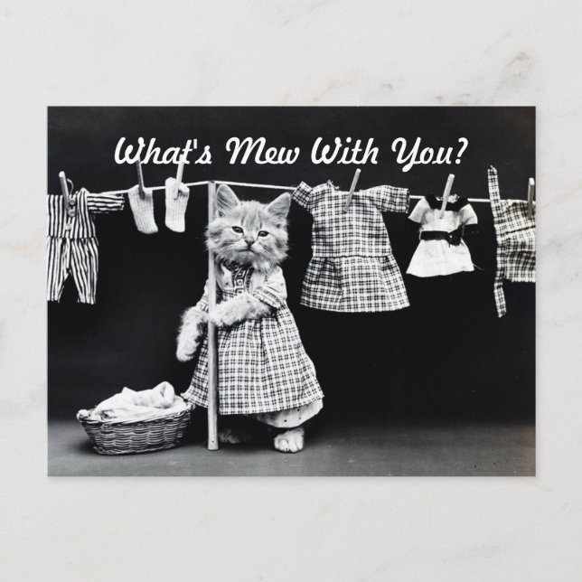 Was ist Mew Kitten? Postkarte (Vorderseite)