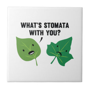 Was ist Stomata mit dir? Fliese
