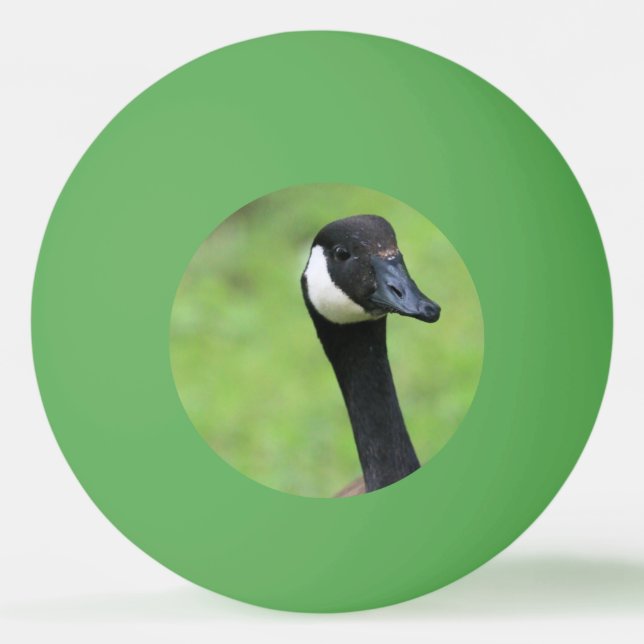 Was ist? tischtennisball (Vorderseite)