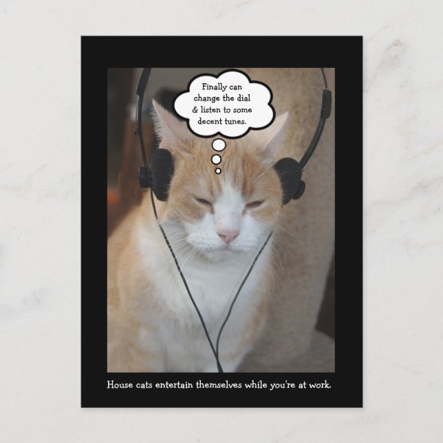 Was machen Hauskatzen den ganzen Tag? Postkarte (Vorderseite)