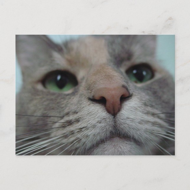 Was macht Ya? Postkarte (Vorderseite)