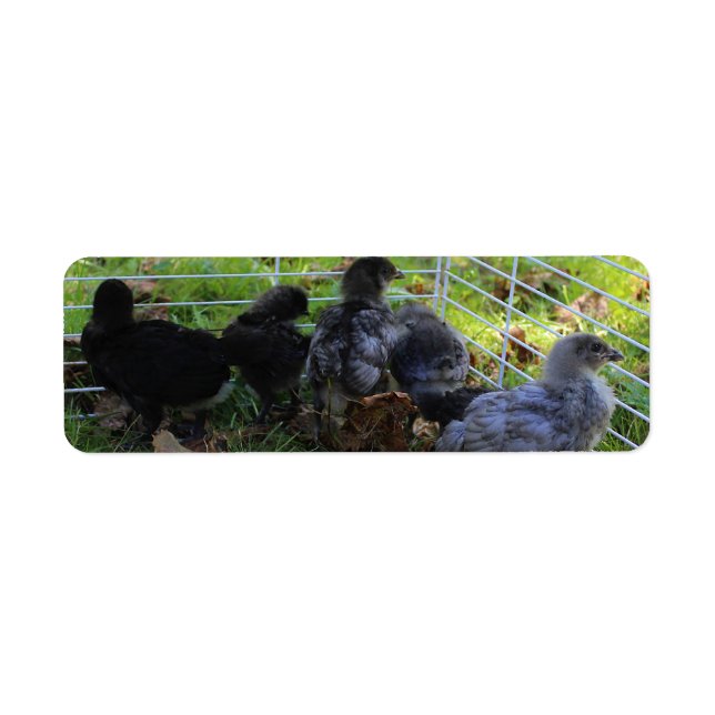 Was oben ist - Huhn-Hintern (Vorne)