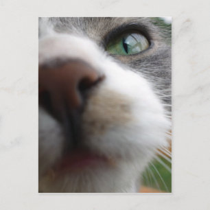 Was schaust du dir an? Katze Postkarte