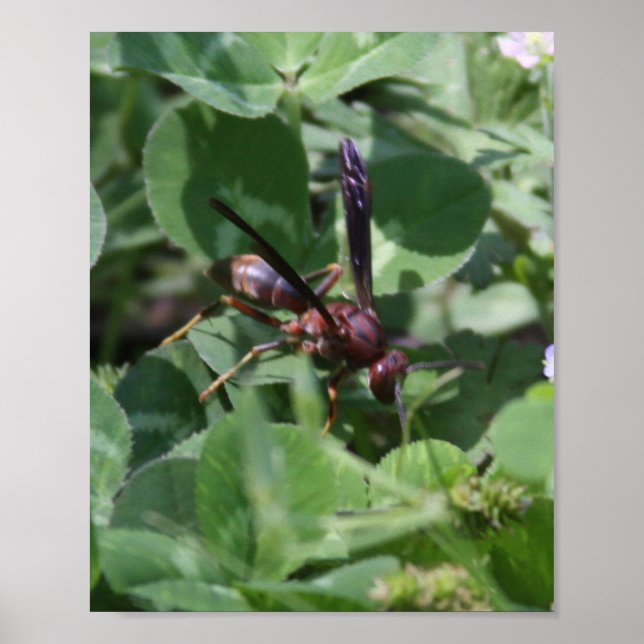 Wasch Poster (Vorne)