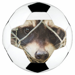 Waschbär auf Fußball