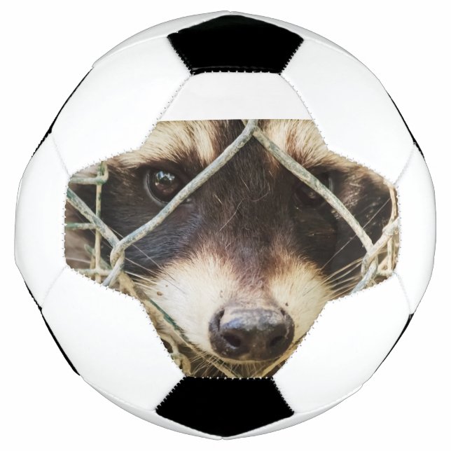 Waschbär auf Fußball (Vorderseite)