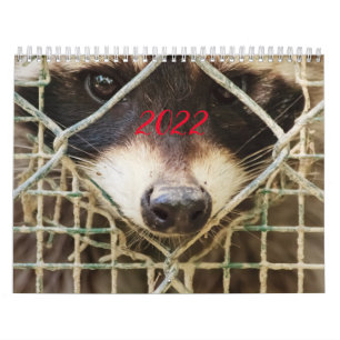 Waschbär auf Kalender