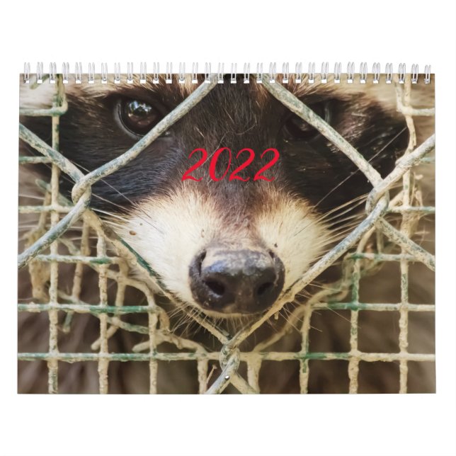 Waschbär auf Kalender (Titelbild)